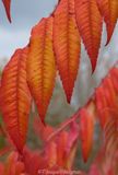 sumac leaves close up